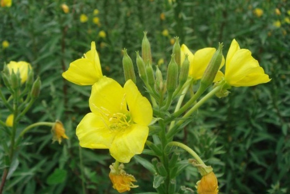 1629190905815776.jpg 1629190901(1).jpg