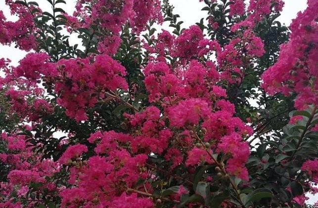 1629191340895626.jpg 1629191337(1).jpg