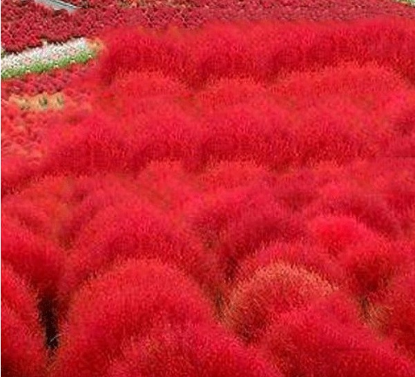 1629191488848933.jpg 1629191485(1).jpg