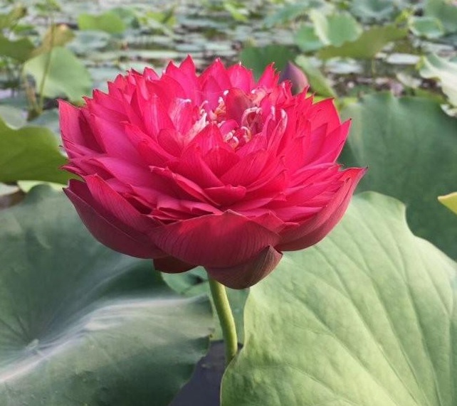 1629191623630215.jpg 1629191619(1).jpg