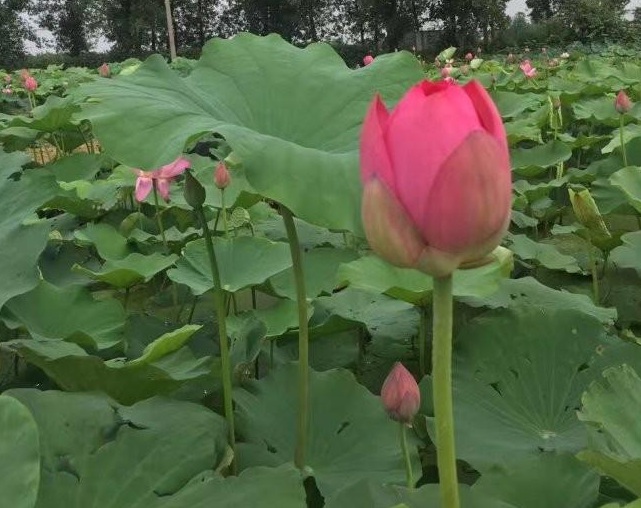 1629191639936669.jpg 1629191633(1).jpg