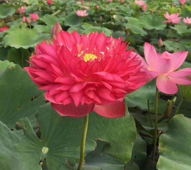 1629191655601904.jpg 1629191650(1).jpg