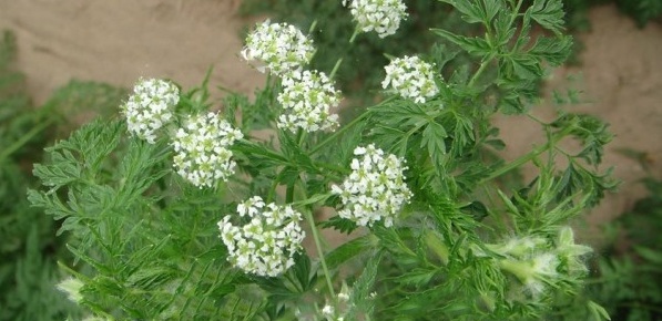 1629191804375015.jpg 1629191800(1).jpg