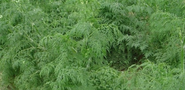 1629191831250091.jpg 1629191828(1).jpg