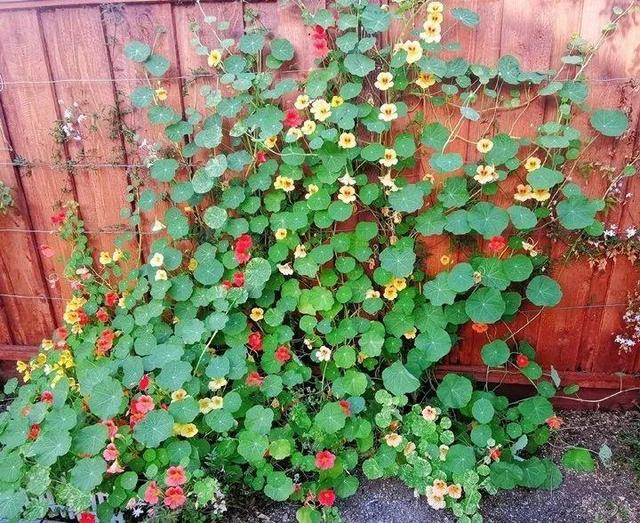 超好養(yǎng)的旱金蓮,可以爬滿藤