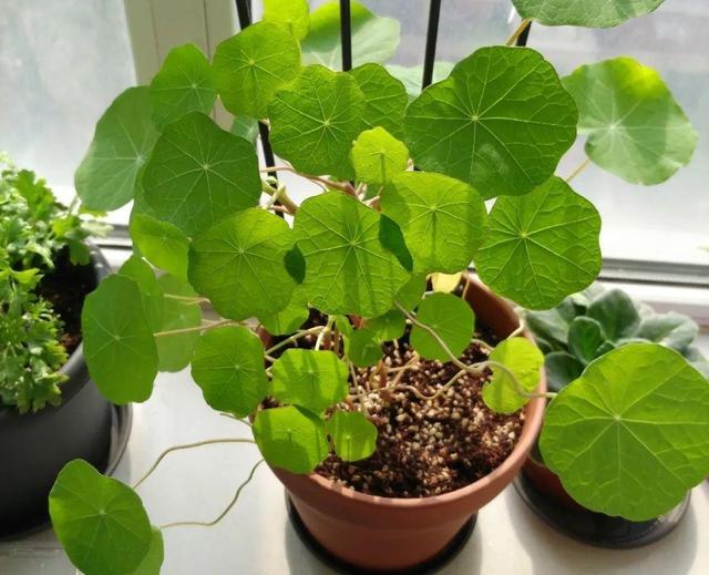 超好養(yǎng)的旱金蓮,可以爬滿藤