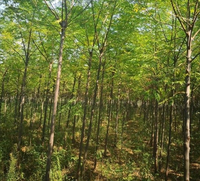 1629192578213563.jpg 1629192571(1).jpg