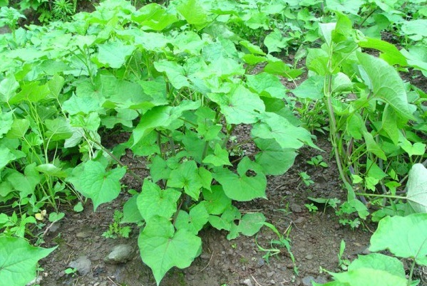 1629193087119277.jpg 1629193085(1).jpg