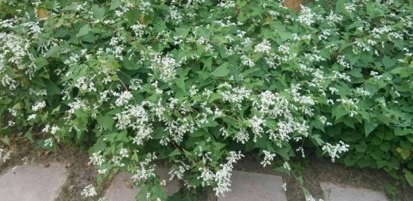 1629193112990296.jpg 1629193105(1).jpg