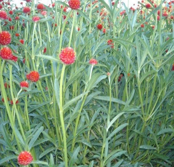 1629193372690930.jpg 1629193366(1).jpg