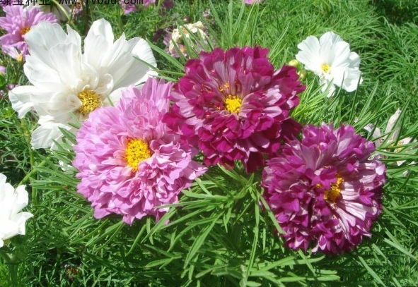 1629193533103591.jpg 1629193527(1).jpg