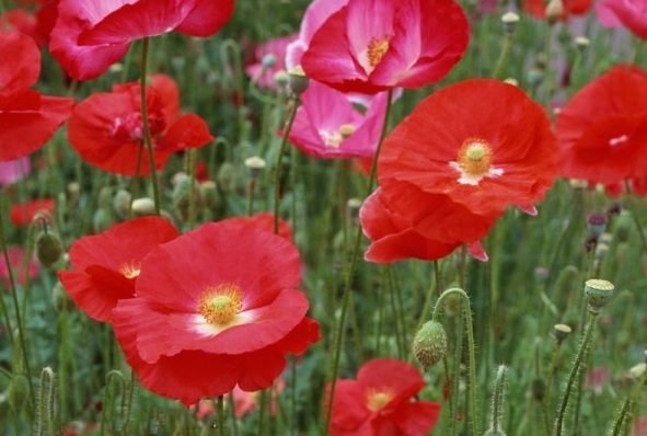 1629193588515489.jpg 1629193586(1).jpg