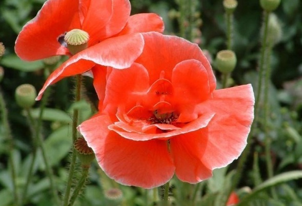 1629193599798954.jpg 1629193595(1).jpg