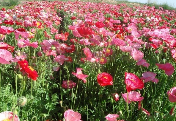 1629193616853851.jpg 1629193608(1).jpg