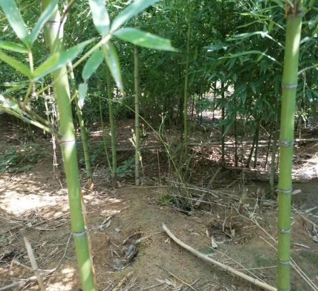 1629194295334481.jpg 1629194291(1).jpg