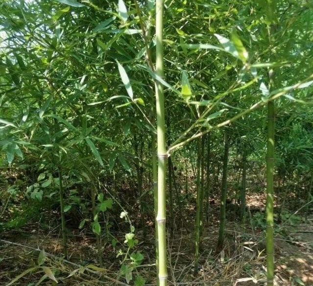 1629194307590858.jpg 1629194304(1).jpg