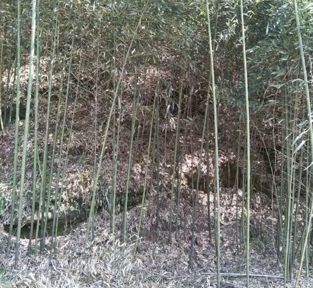 1629194493680267.jpg 1629194489(1).jpg