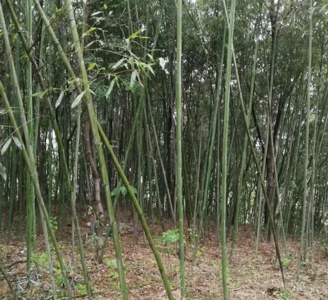 1629194503510239.jpg 1629194500(1).jpg