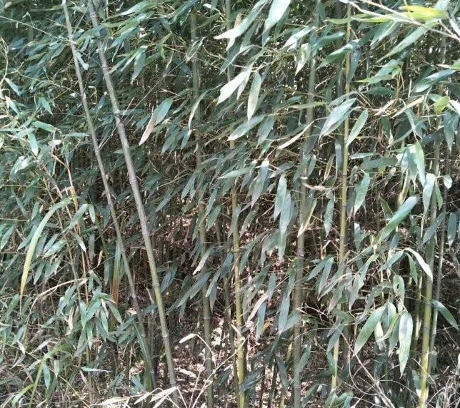 1629194517527786.jpg 1629194514.jpg