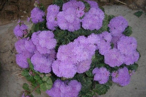 1629199226386611.jpg 1629199222(1).jpg