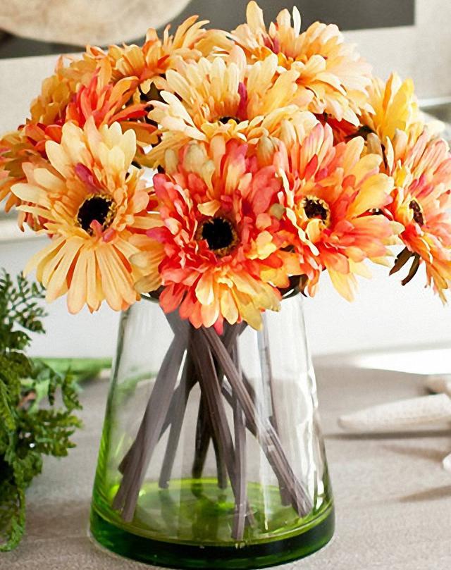 非洲菊當盆栽養也很美，花期又長，花色又多