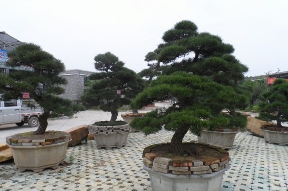 1629199451927755.jpg 1629199447(1).jpg