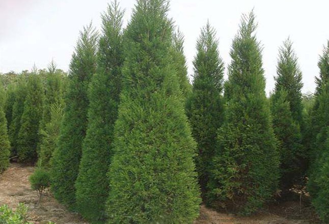 1629199608253027.jpg 1629199605(1).jpg