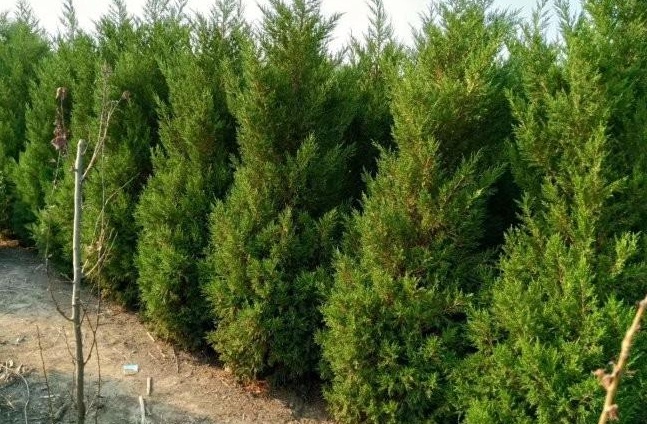 1629199645751213.jpg 1629199636(1).jpg