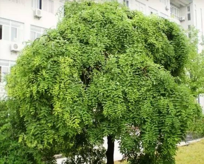 1629199701403670.jpg 1629199697(1).jpg