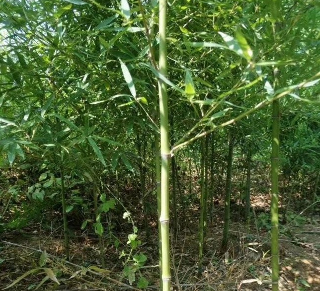 1629199817638935.jpg 1629199811(1).jpg