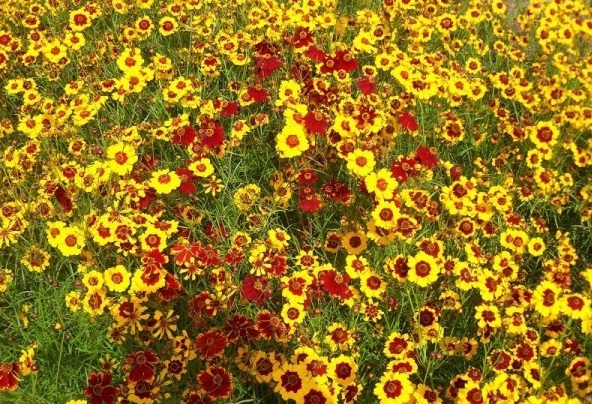 1629199877876763.jpg 1629199872(1).jpg