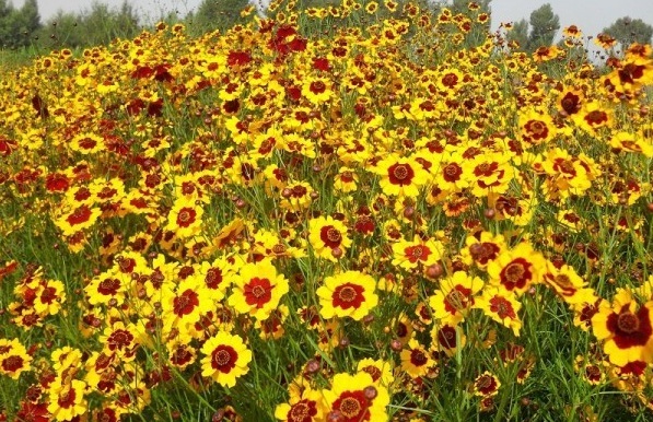 1629199889602032.jpg 1629199884(1).jpg