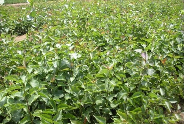 1629200209454879.jpg 1629200205(1).jpg