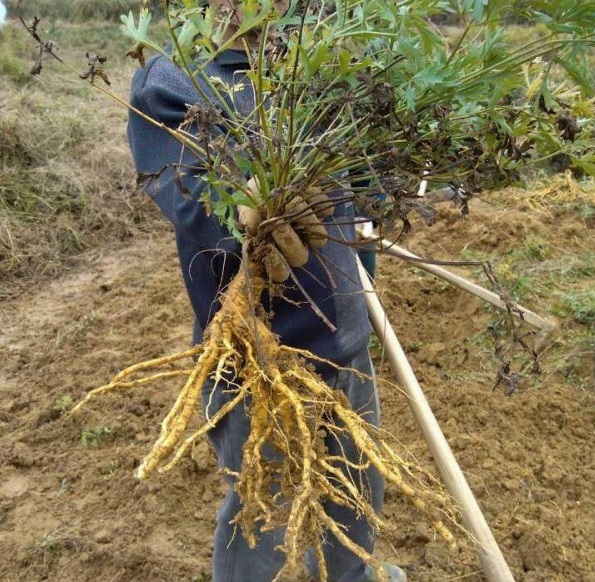 1629200258302539.jpg 1629200254(1).jpg