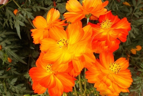 1629200394456798.jpg 1629200391(1).jpg