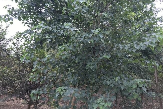 1629200944424290.jpg 1629200939(1).jpg