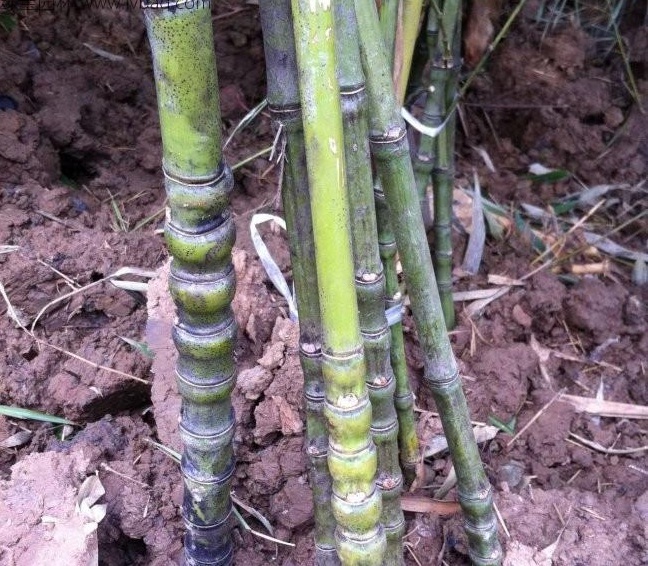 1629201005196294.jpg 1629201001(1).jpg