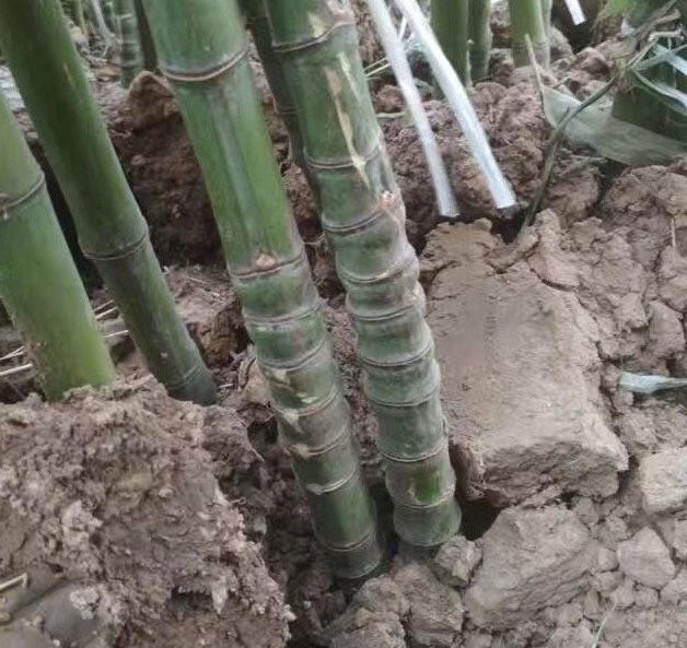 1629201021955161.jpg 1629201015(1).jpg