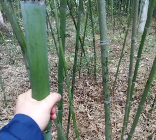 1629201095807609.jpg 1629201090(1).jpg