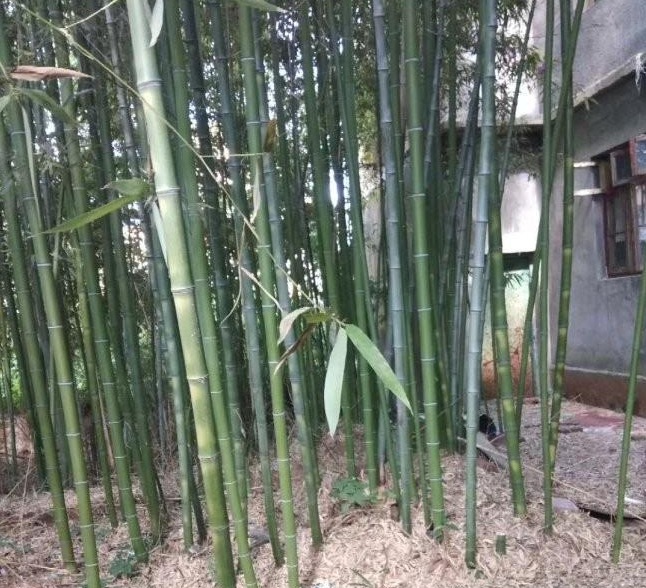 1629201111469990.jpg 1629201105(1).jpg