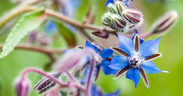 琉璃苣的花語和寓意,有什么傳說故事?