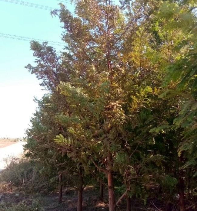 1629204974802832.jpg image.jpg