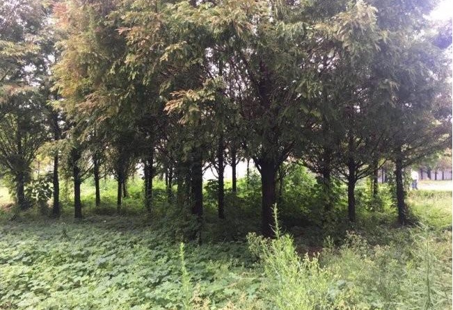 1629204995399263.jpg image.jpg