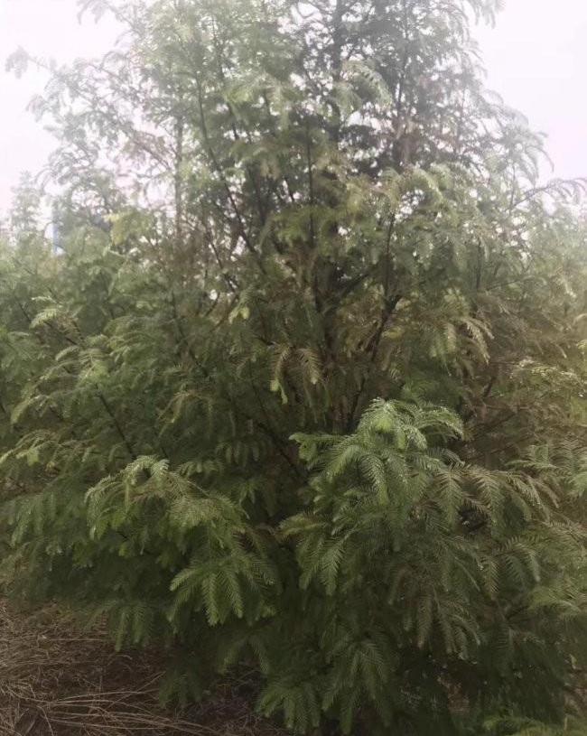 1629205013616228.jpg image.jpg