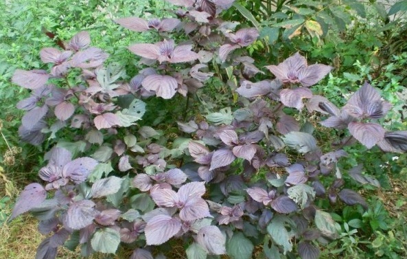 1629241004883550.jpg QAZRM)~X_((3T%8TTW~(IX6.jpg