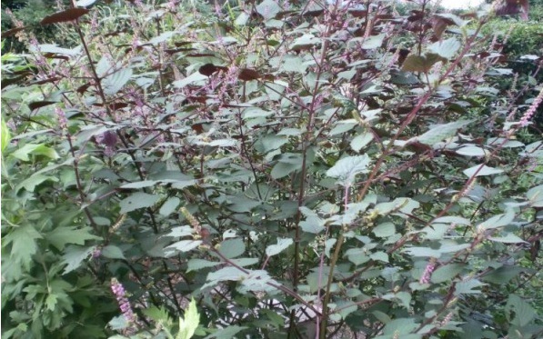 1629241024276753.jpg @Z~EWR[}@T0YHCBON53_FOT.jpg