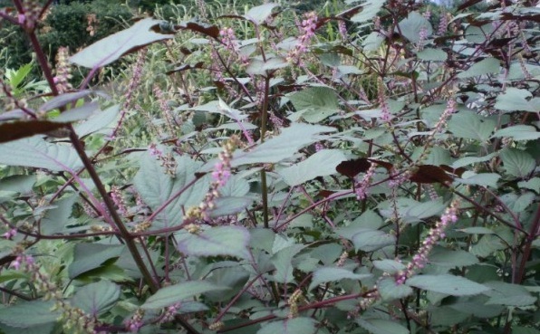 1629241038873671.jpg 2Y9DKERI0CE0JJ00[Q7G}UJ.jpg