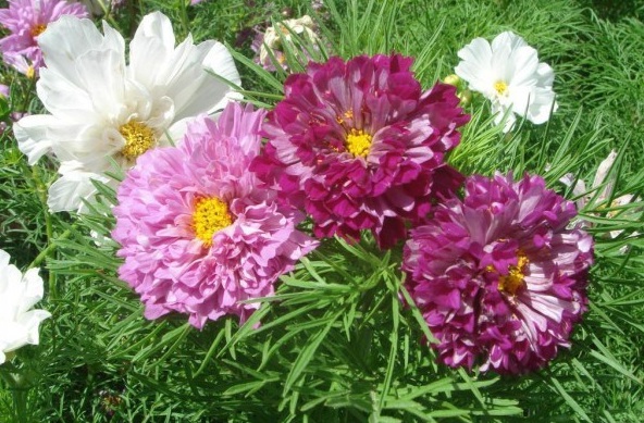 1629243235870198.jpg SHJOR5W$LXCEN~~JSAZ@HN2.jpg