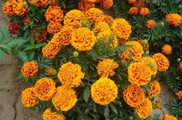 1629243570735312.jpg X$P_V6G~0CX3Y1G[HLCMFU2.jpg