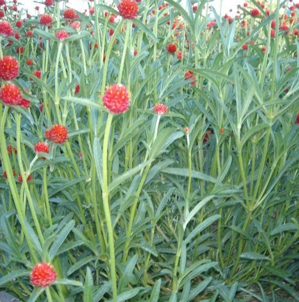 1629244704310677.jpg NBSQ2~XYXR0C2VH7CU4GB(C.jpg